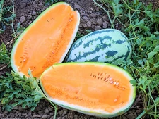 35 Heirloom Tendersweet Orange Watermelon Seeds - HUGE 30-35LB Super Sweet Melon