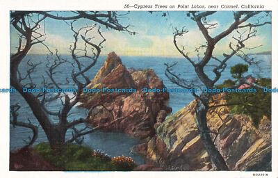 R673881 California. Zypressen auf Point Lobos. Nahe Karmel. B.W. Weiß. C. T