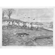 FOX An off Chance for Reynard - Antique Print 1891