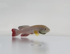 Lab research animal breeding Service Mice C57BL/6J, C57BL/6, C57  Killifish GRZ