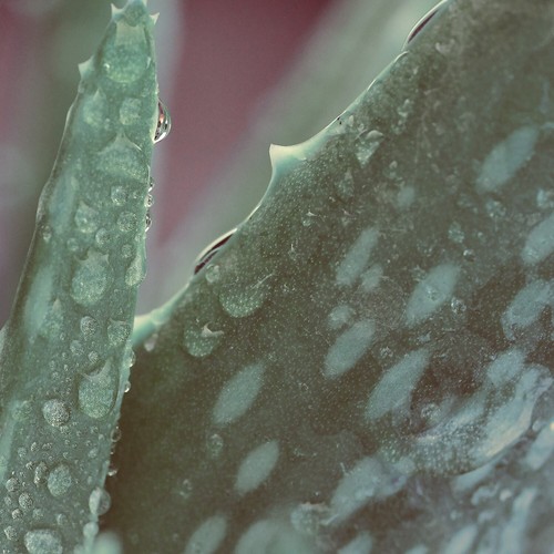 Naissance Aloe Vera Gel (No. 707) - 500g -Beauty, Skin, Hair, Moisturising - Picture 7 of 7