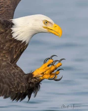 Bald Eagle Claws by Matthew Huras Fine Art Print Wildlife Bird Nature 18x22