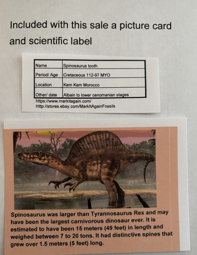 Spinosaurus 2.25” TOOTH Teeth Dinosaur Fossil before T Rex Cretaceous CS 373 - Picture 5 of 5
