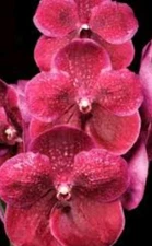Vanda Suphan Pink — Healthy Orchid Seedling | Future Pink Blooms | Starter Plant