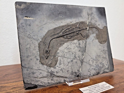 Keichousaurus hui Fossil 14,5 cm auf Ständer, dreidimensional, dinosaur, China