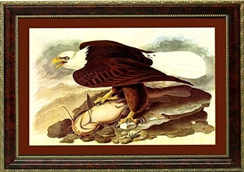 Bald Eagle Audubon Vintage Style framed Print Finest Quality