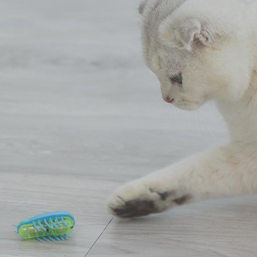 Juguetes interactivos para gatos - Mini lindo Ladybug, móvil, juguete electrónico para gatos de interior - Imagen 4 de 27