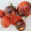 Indexbild 5 - Tomaten Samen Überredung rosa gestreifte Tomate Bio NON GMO Ukraine 20 Samen D