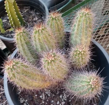 Echinocereus coccineus Super Cluster Cold Hardy Deep Orange Flower Cactus 127