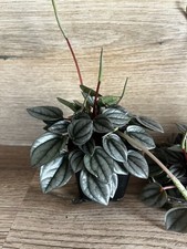 Peperomia Napoli Nights Rooted Plant FREE SHIPPING UK Seller