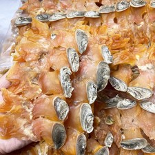 Large Size Dried Whelk Conch Slices with Shell  Free Airmail