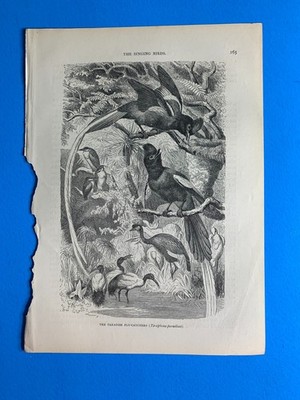 Antique print- Cassell's Book of birds- 1870's black and white- paradise flycat