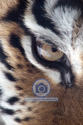 AMUR TIGER EYE PITTSBURGH ZOO 2007 4X6 PHOTO