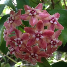 HOYA SUBCLAVA IML 0484 (ROOTED PLANT)