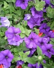 ♫ SURFINIA Pétunia 'Pâle Violet' ♫ Graines ♫ Plante pour Suspention, Rocaille ♫