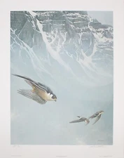 Robert Bateman "Peregrine Falcon and White-Throated Swifts" Artist's Proof Print