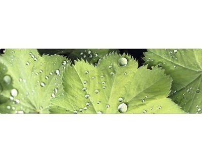 mySPOTTI Badrückwand aqua Good morning 140x45 cm