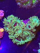 WYSIWYG Elegance Coral Colored Tips XXL
