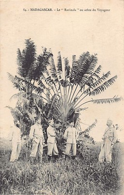 Madagascar - L'arbre du voyageur - Le Ravinala - Le Colonel Lyautey on the right - E