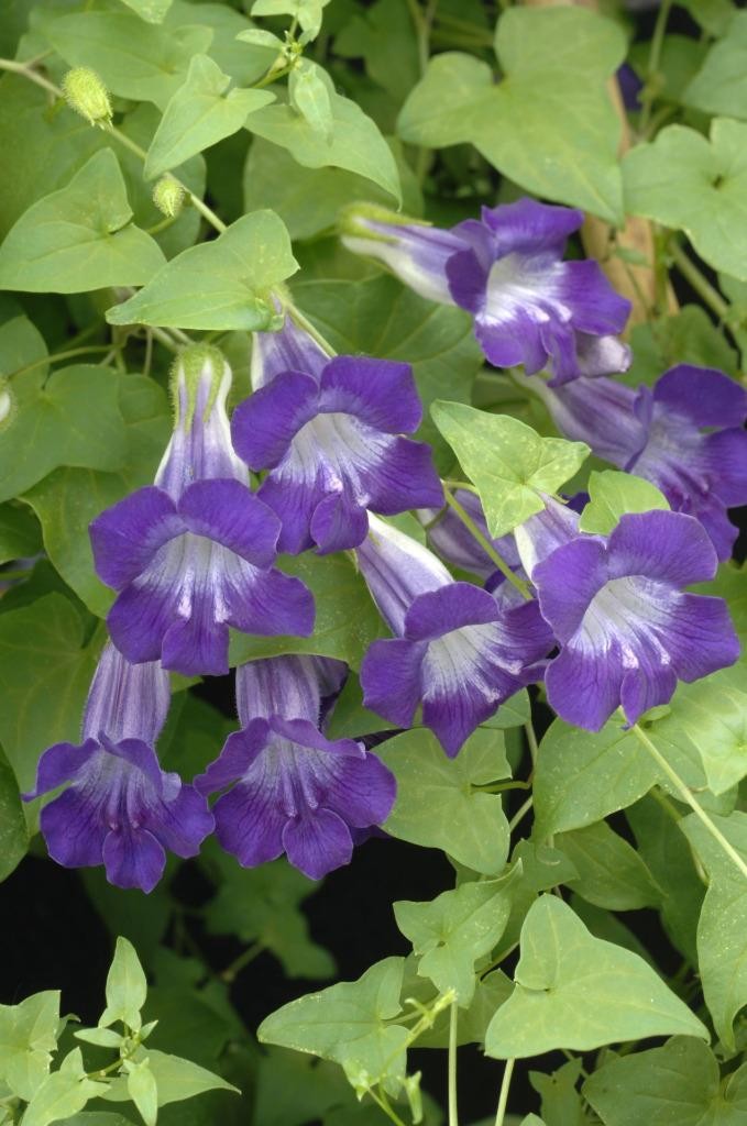 Asarina Joan Lorraine HHA, Sow Feb-Apr Climbing Snapdragon, Long