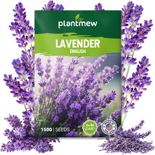 English Lavender Seeds for Planting - 1500 Heirloom, Non-Gmo Seeds - High Germi