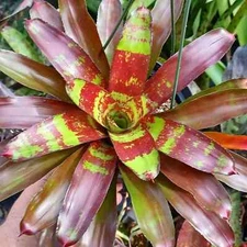 BUY ANY 3 SAVE 15% BROMELIAD Neoregelia BRIAN WEBER Colorful Compact! Offset