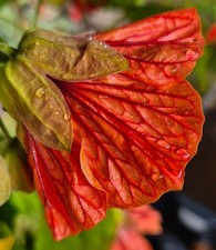 Abutilon 'Orange Crush' Dee Simpson selection hardy! 1 litre pot