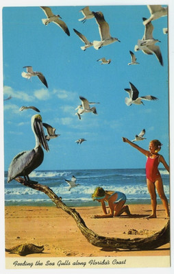 Postcard Feeding the Sea Gulls Along Florida's Coast