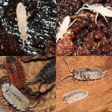 15 Mixed Color  15 Dalmatian - 30 Isopods  Medium Springtail Culture