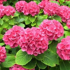 Hydrangea macrophylla 'Alpengluhen' in a 9cm Pot - Add Colour to Your Garden