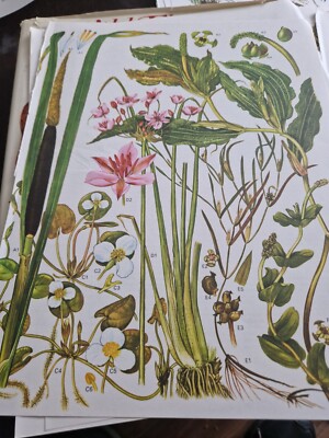 Plate 22 & 23 from  Barbara Everard  B D. Morley Wild flowers of the World ebay