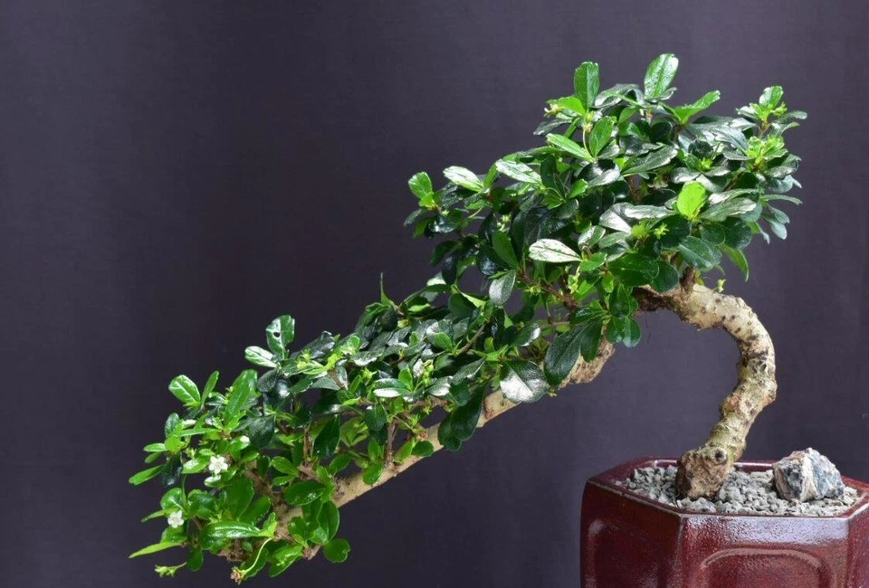 Fukien Tea Bonsai Tree Live Plant Flowering Cascade 9"H Branch Measures 9-10" - Image 2 of 3