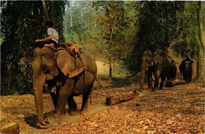 CPM THAILAND gut ausgebildete Elefanten arbeiten im Teakholzwald (345364)
