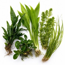 Beginner Live Aquarium Plants Bundle 3 to 75 Assorted Easy Plants for Fish Tanks