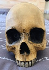 Human Lifesize Skull Replica