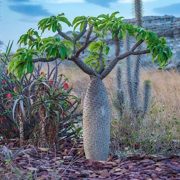 Pachypodium Lamirei - Palmera de Madagascar - Planta Viva