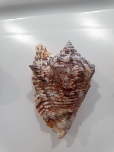STROMBUS RANINUS ATEMBERAUBEND !!