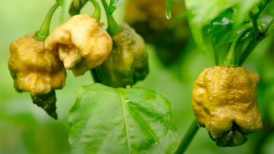 Peperoncino Piccante Hot Lemon Vaso 14 Cm Acquista Da OBI