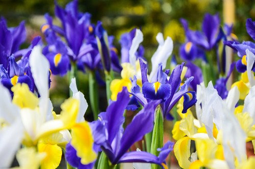15 Iris Hollandica Mixed Summer Flowering Bulbs Garden Dutch Perennial Flowers - Picture 3 of 10