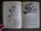Alive in the Wild Edited by Victor H. Cahalane ©1970 Hardcover with Dust Jacket — photo 3