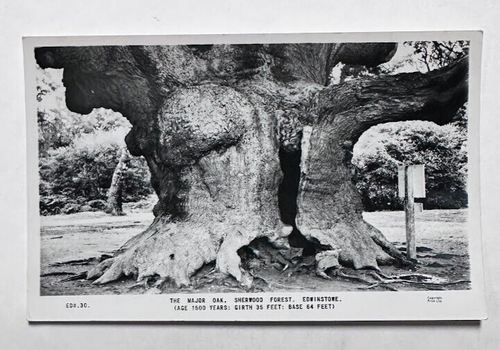 Major Oak Sherwood Forest Edwinstowe Inghilterra antico albero cartolina d'epoca RPPC - Foto 1 di 2