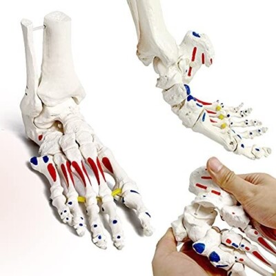NEW~ Foot Skeleton Model On Elastic, w/Tibia-Fibula Stump & Muscle Insertions