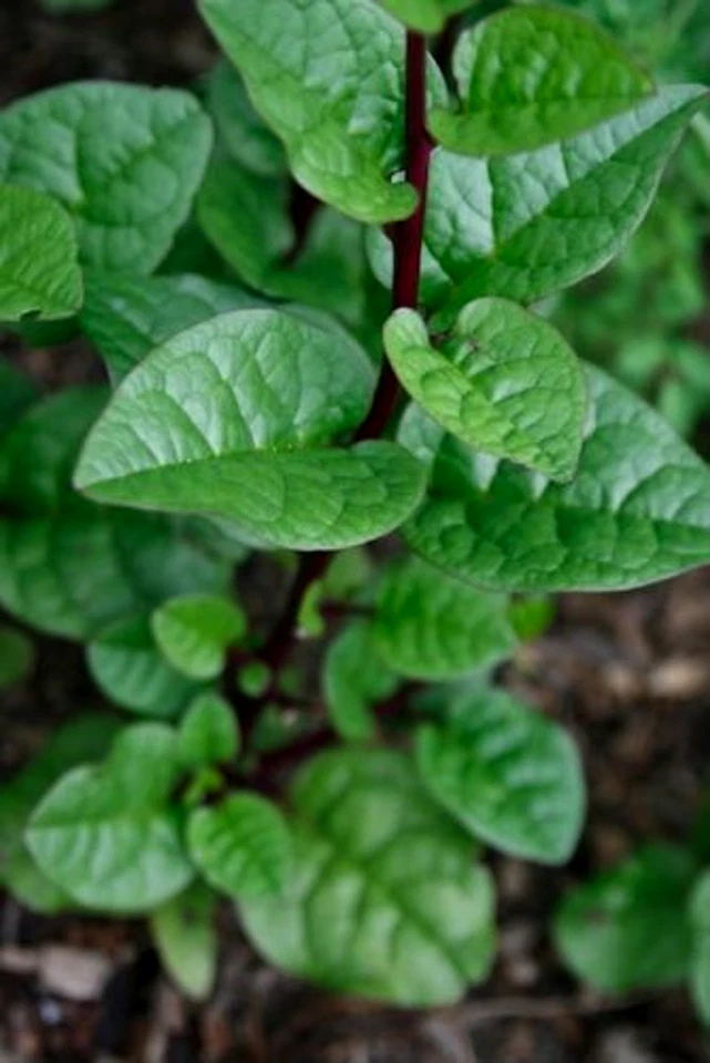 15 graines EPINARD DE MALABAR GRIMPANT(Basella Rubra)H347 CLIMBING SPINACH SEEDS