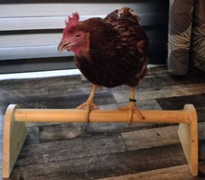 mobile Sitzstange für Hühner Vögel Geflügel, 50 cm, runde Stange, lackiert 