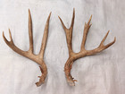 New Listingset of real deer antlers crafts antler taxidermy crafting decoration art Usa
