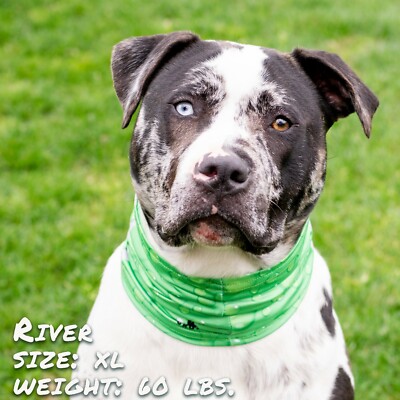 Reflective Pup Scruff Dog Neck Gaiter All Breeds No Tying Easy Pull On  Snood