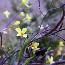 Purple Tree Collard Seeds - 15/50/100 seeds - Organic Kale Collards Seeds