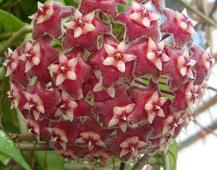 ON SALE!!  Hoya Sunrise - HANGING BASKET - WELL ESTABLISHED - 3 PLANTS!