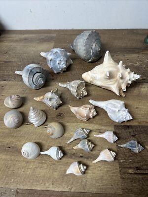 Lot of 20 Assorted Conch Shells 2  to 6 1/2'' from a large shell collection