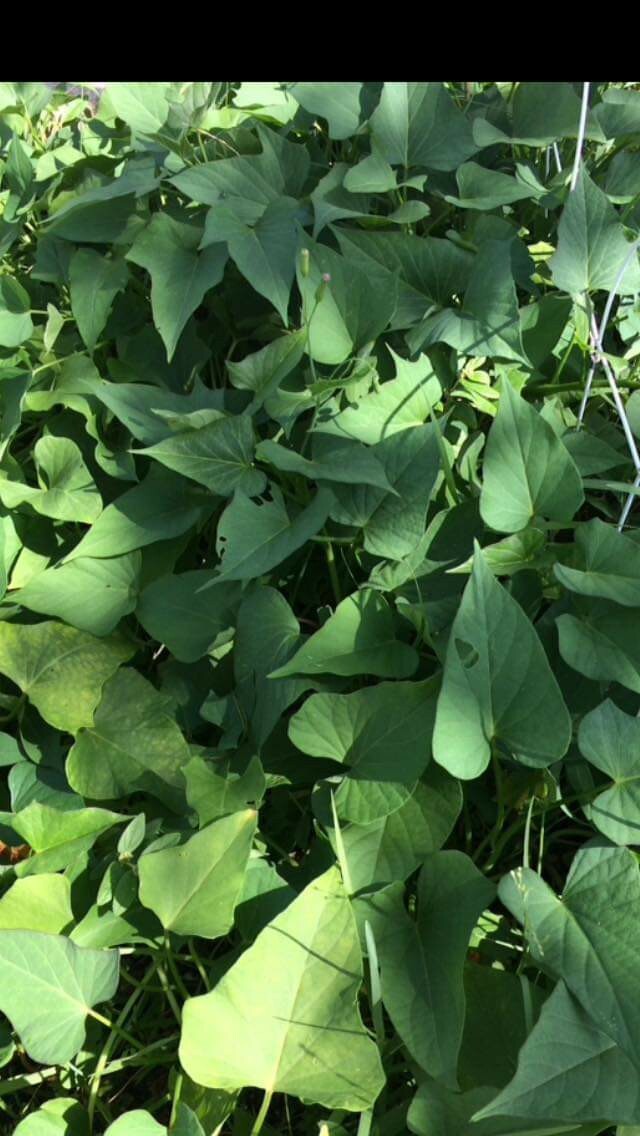 10 Purple Sweet Potato Slips Cuttings Grelly USA